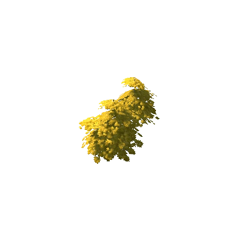 Maple Tree Yellow Mid 11